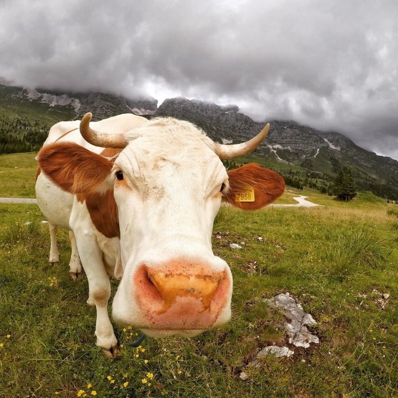 Malga-Montasio