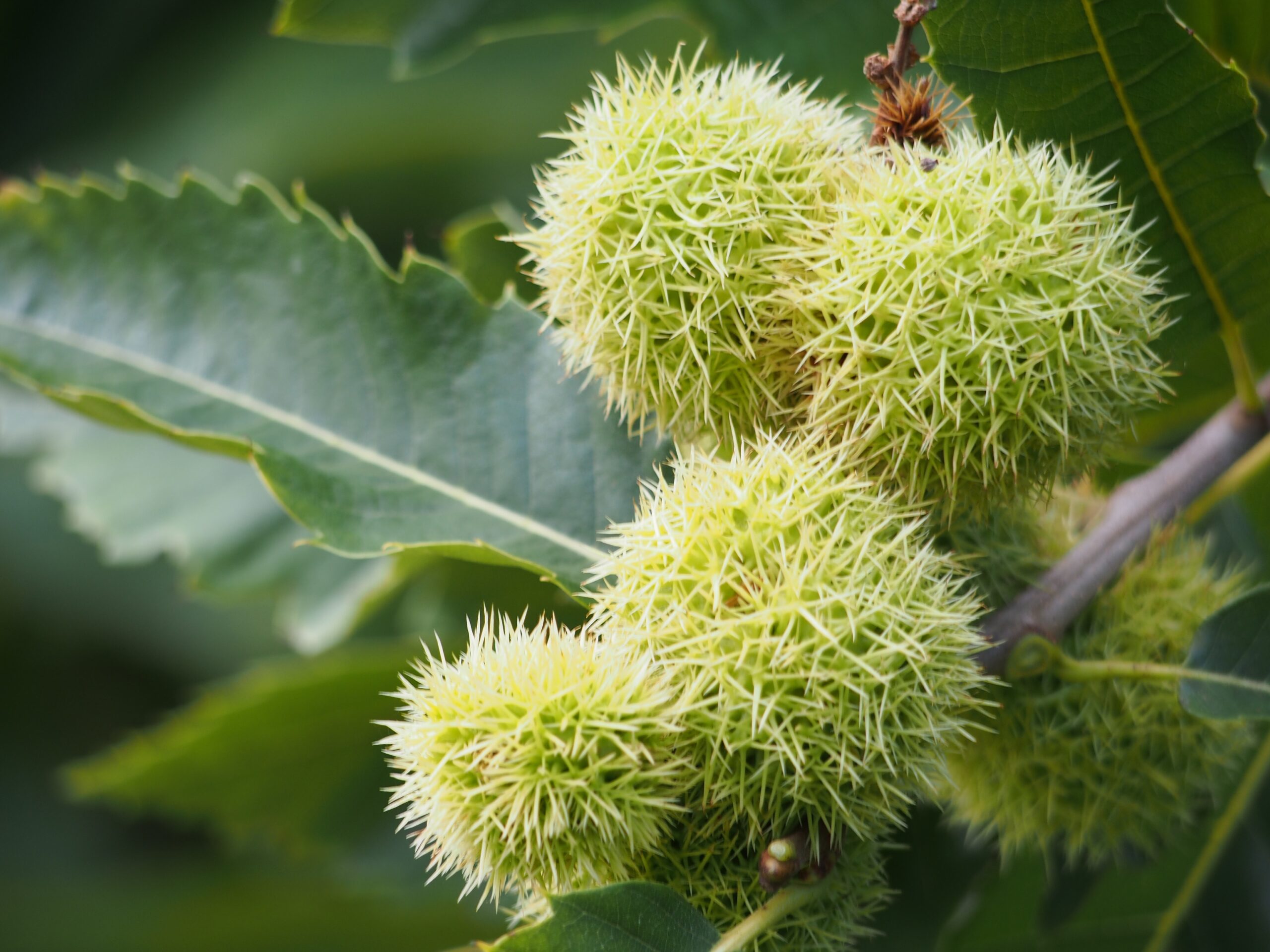 holgersfotografie-sweet-chestnuts-993628