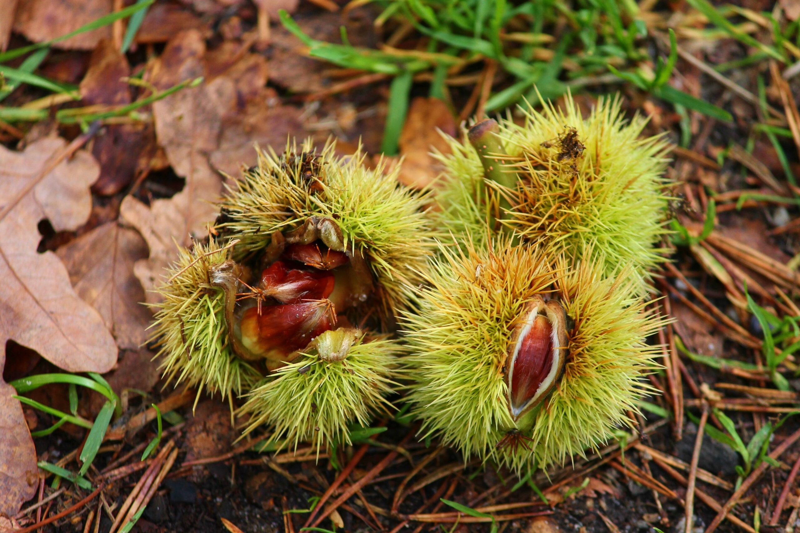 manfredrichter-sweet-chestnuts-4547013