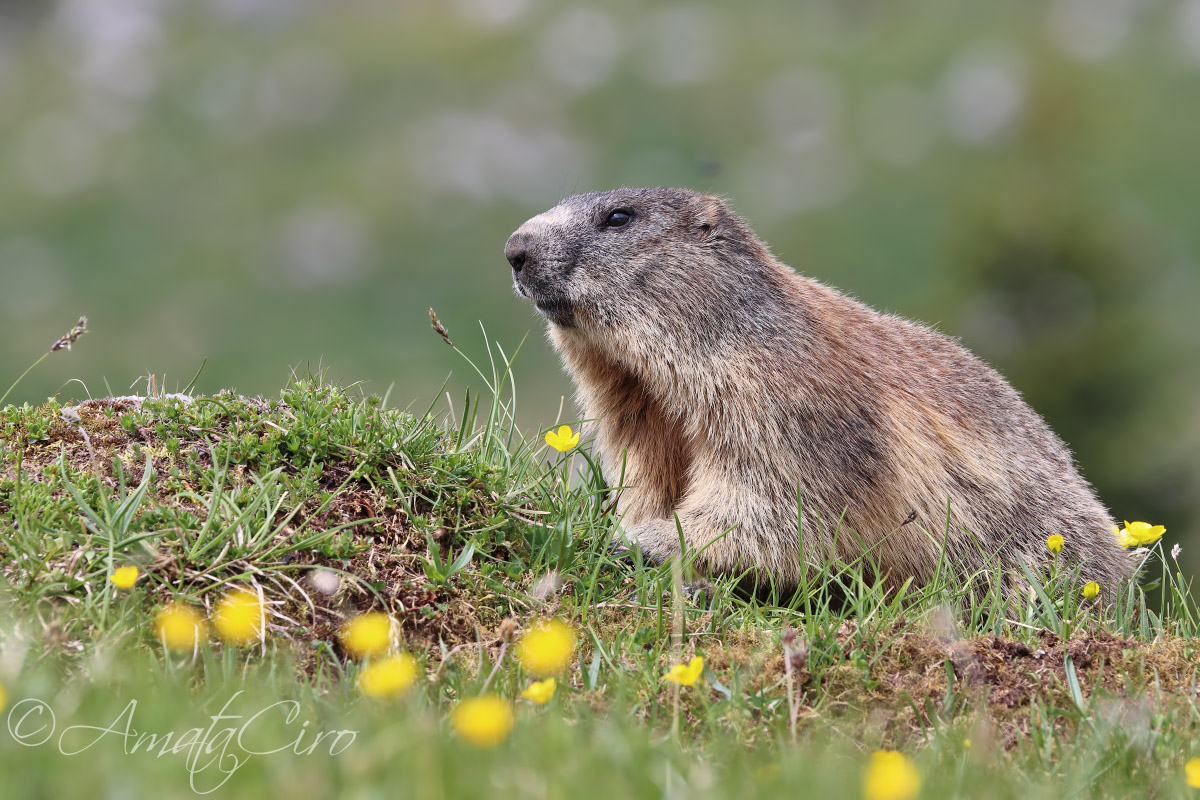 marmotta