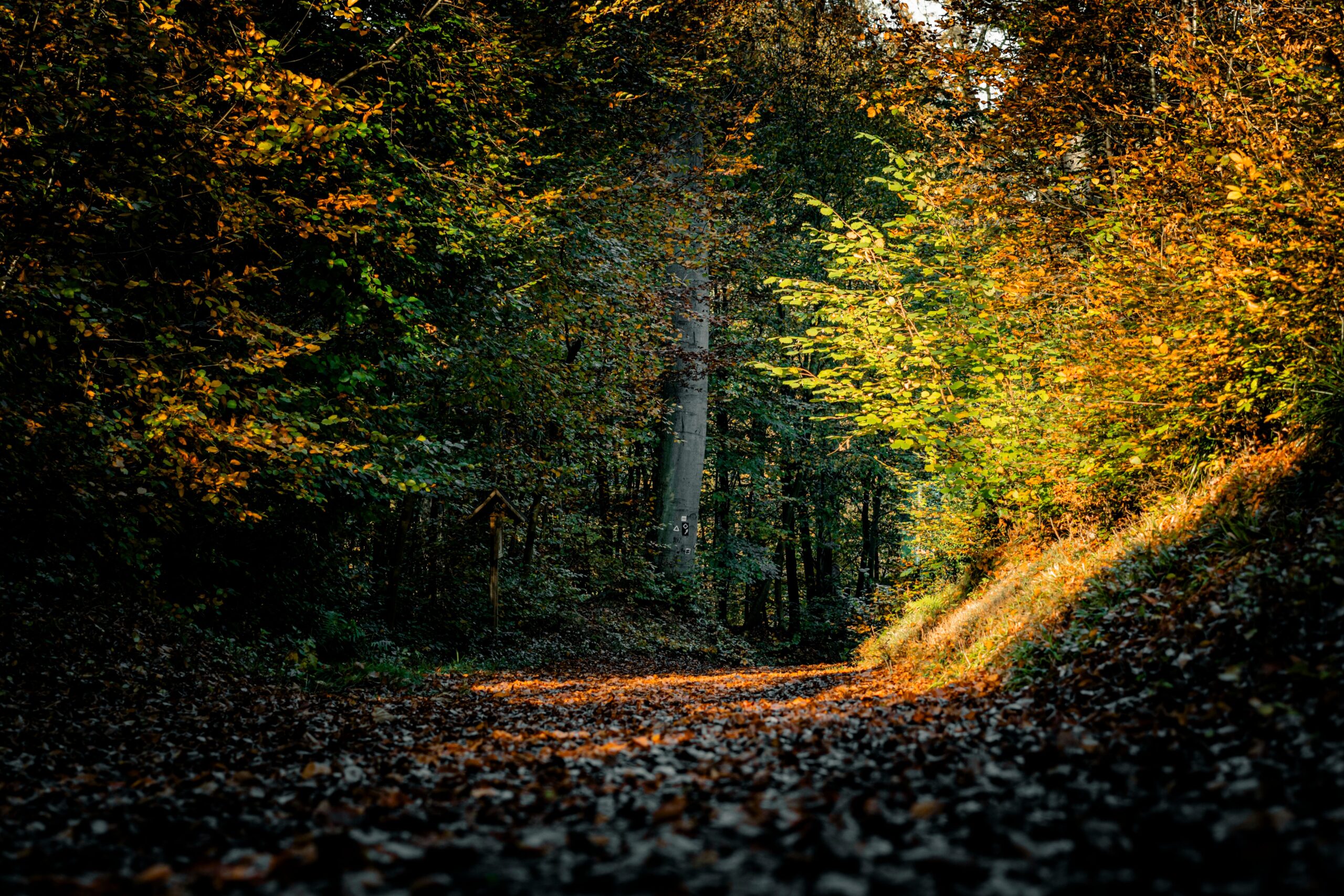 sasreu-autumn-9249885