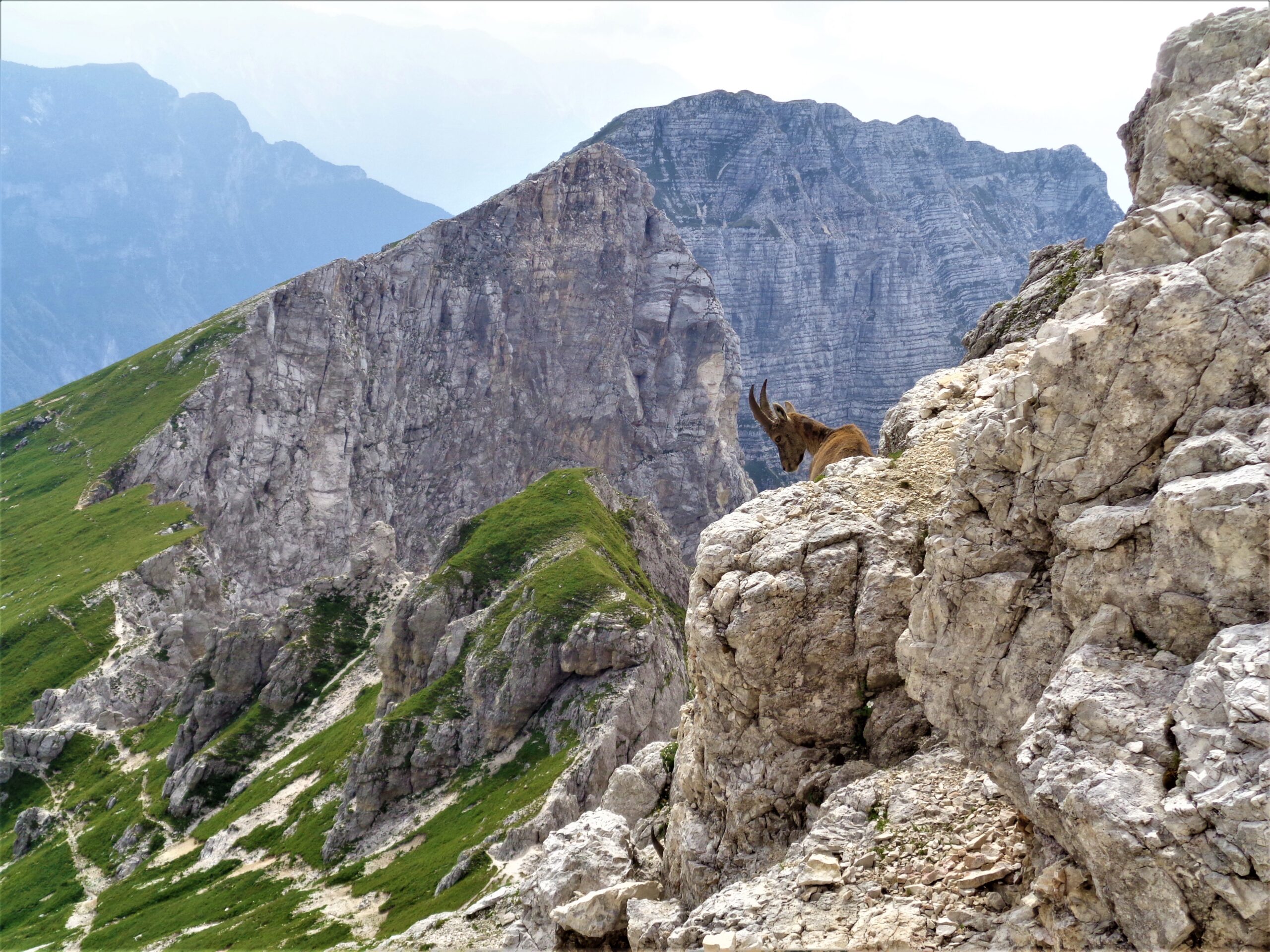 Dove_la_natura_non_ha_nemici