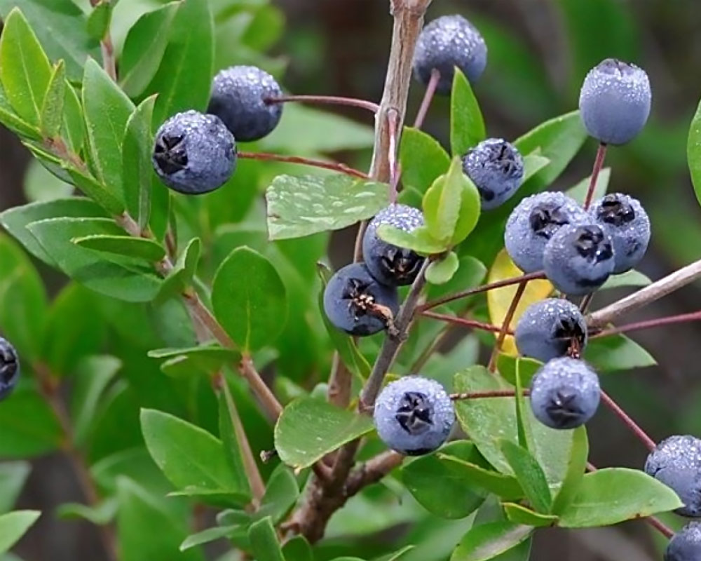 mirto-di-sardegna1